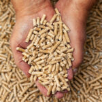 Alternative biofuel from sawdust wood pellets in hands.
